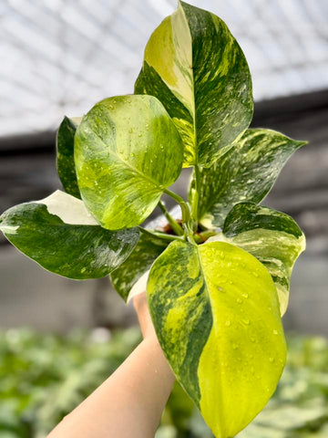 New Philodendron White Wizard Tricolor Rooted Plants - Grower's Choice