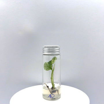 Monstera White Monster No.10