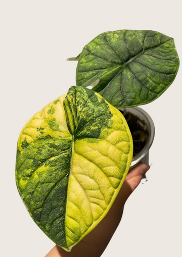 (New) Alocasia Melo Aurea Tissue Culture - Grower's Choice