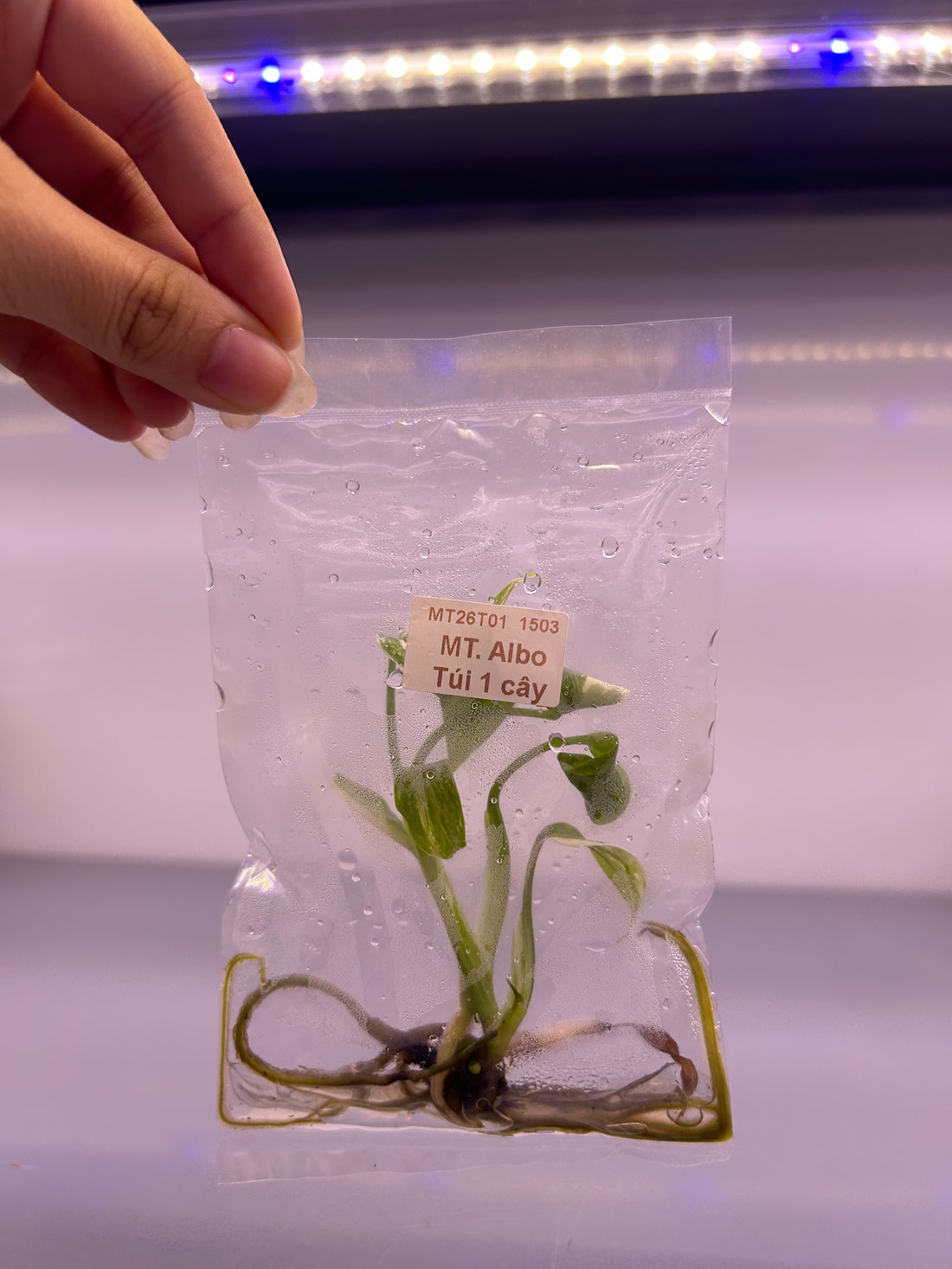 Monstera Deliciosa Albo Tissue Culture - Grower's Choice