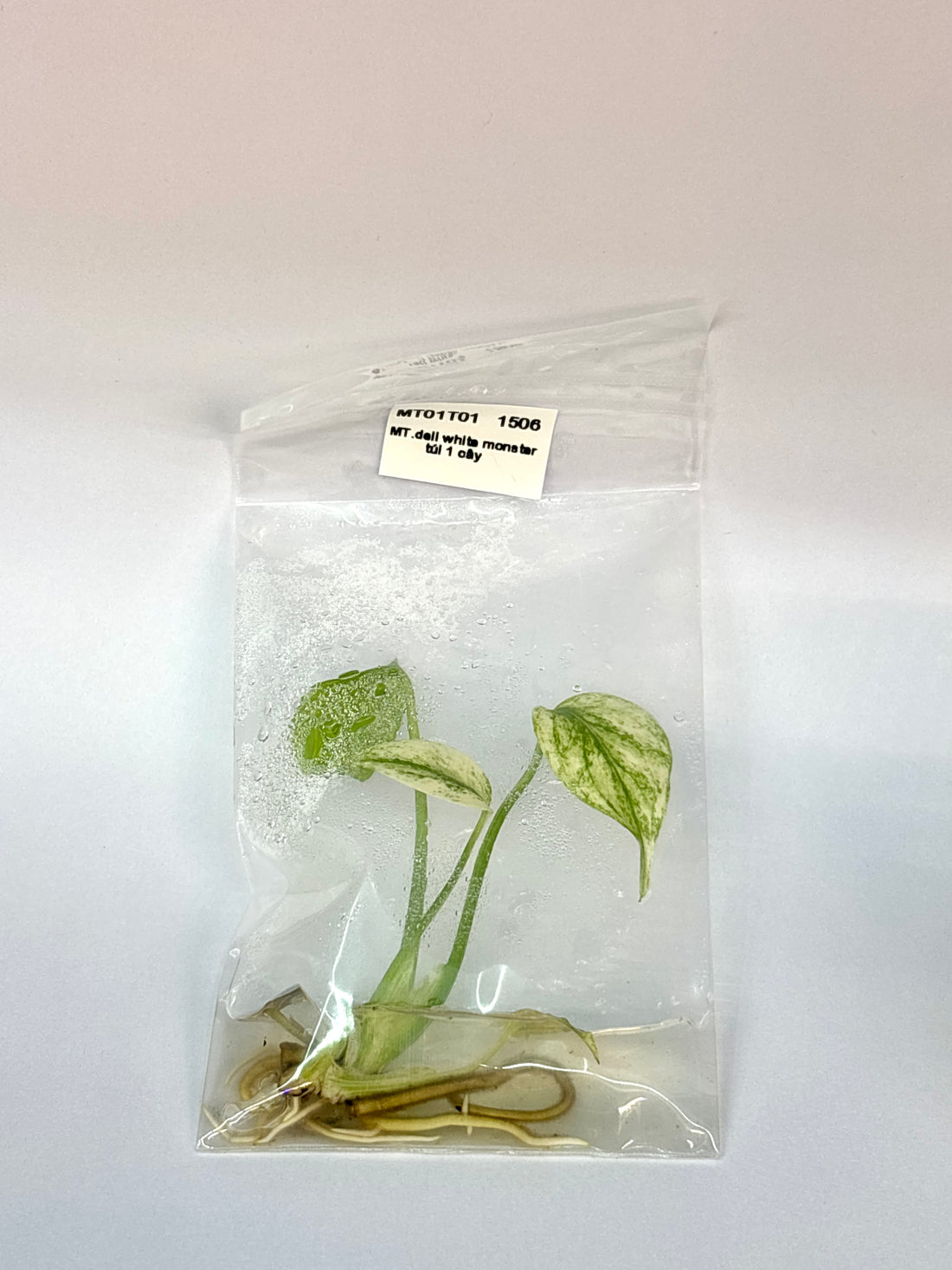 Monstera White Monster Tissue Culture - Grower's Choice