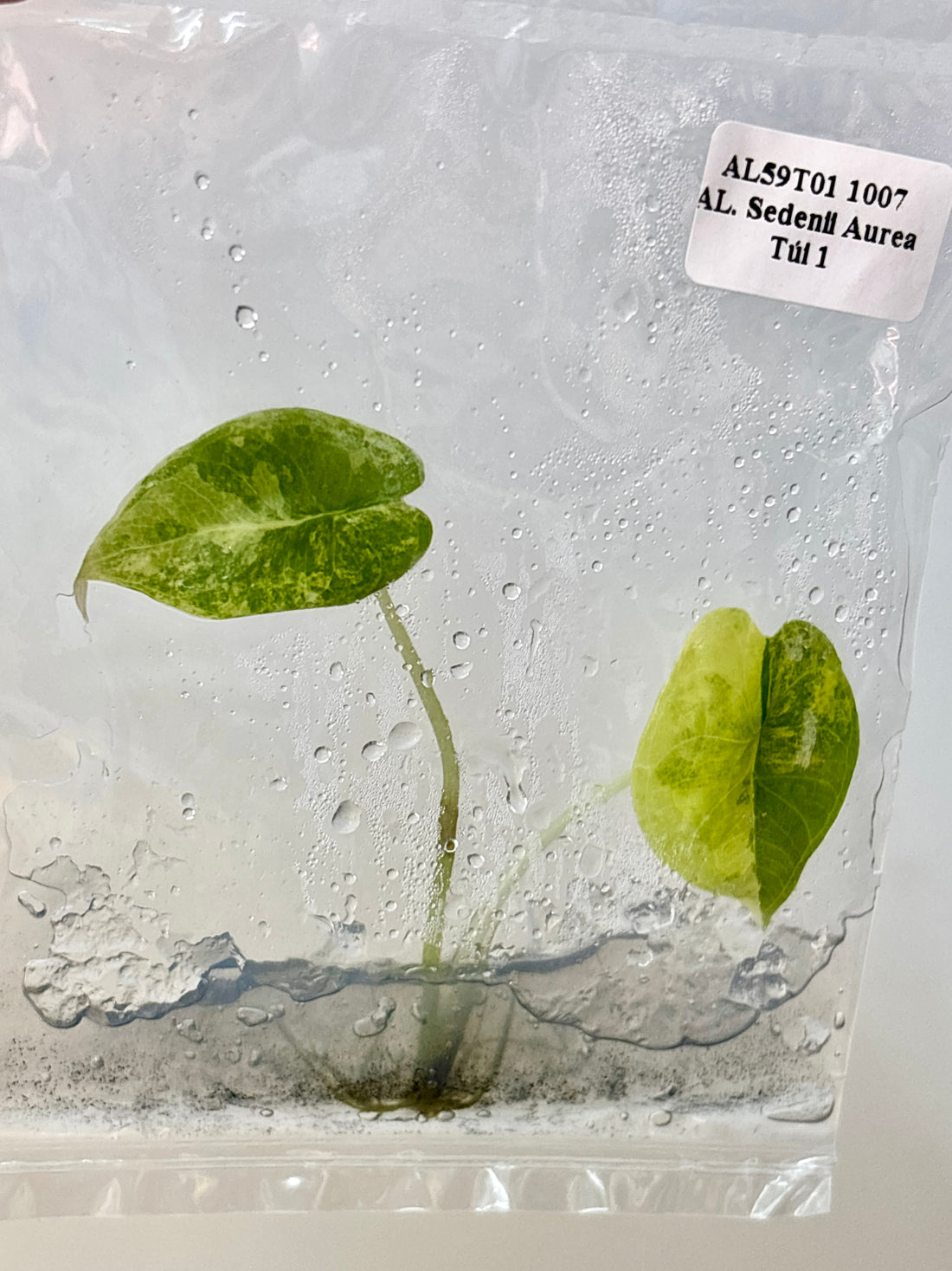 (NEW) Alocasia Sedenii Aurea Tissue Culture - Grower's Choice