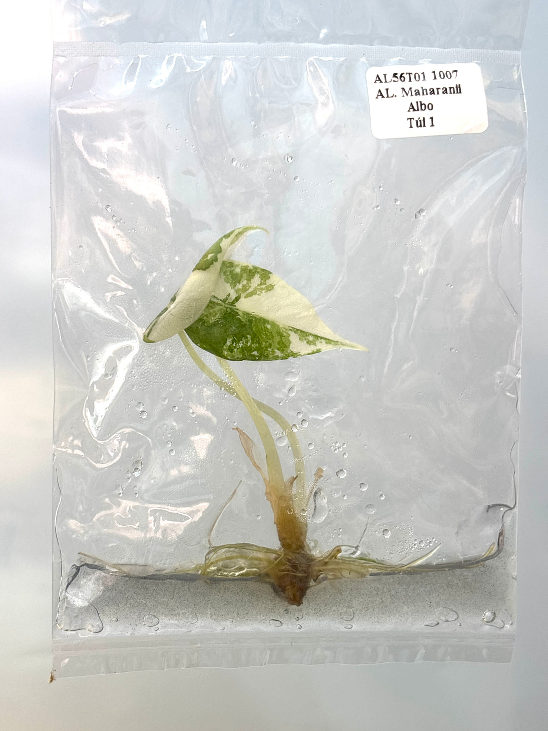 (NEW) Alocasia Maharani Albo Tissue Culture Grower's Choice