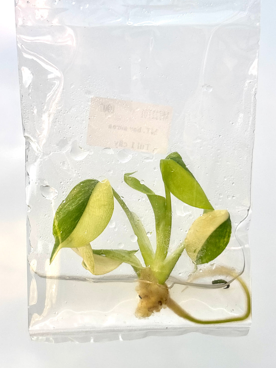 Monstera Borsigiana Aurea Tissue Culture - Grower's Choice