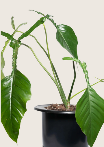 Philodendron Joepii Tissue Culture - Grower's Choice