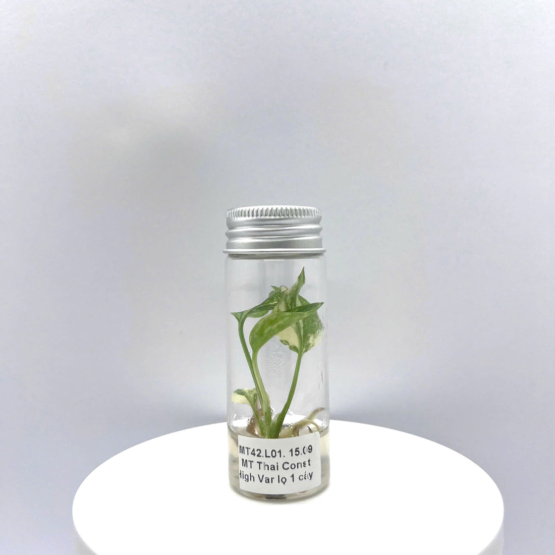 Monstera Thai Constellation High Variegation TC - Grower's Choice