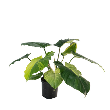 Philodendron Jungle Fever Yellow Tissue Culture - Grower's Choice
