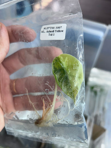 (New) Alocasia Azlanii Yellow Tissue Culture - Grower's Choice