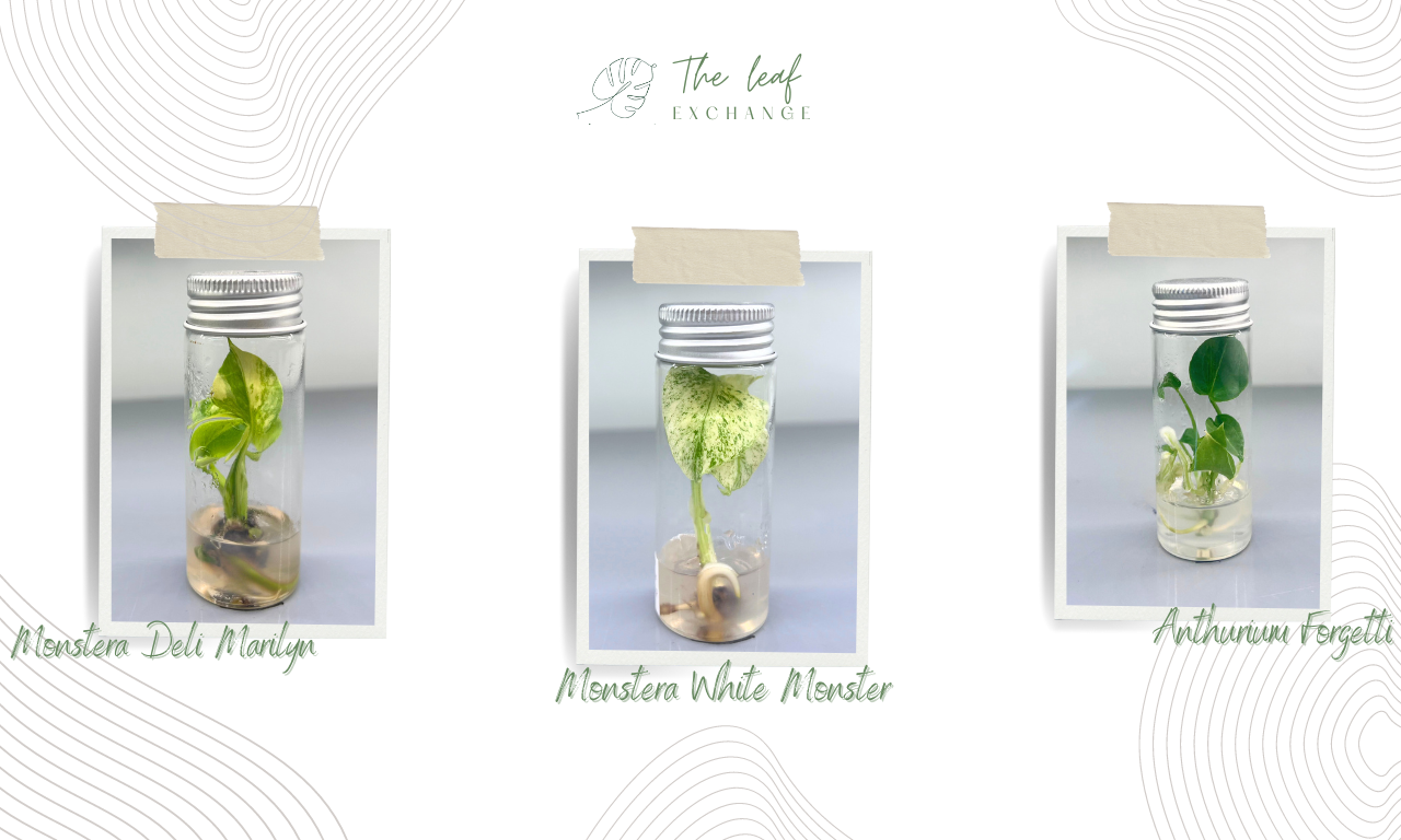 slider image 1621243260e1af0c20-1