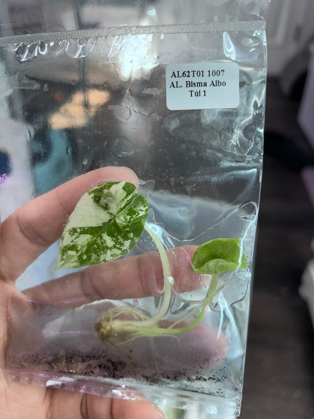 (New) Alocasia Bisma Albo Tissue Culture - Grower's Choice
