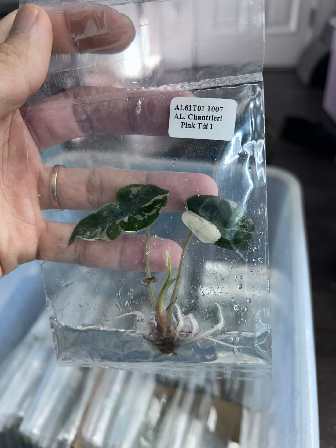 (New) Alocasia Chantrieri Pink Tissue Culture - Grower Choice
