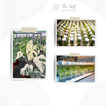Tên sản phẩm đấu giá + thời gian bắt đầu : Giờ - Ngày - Tháng - Năm