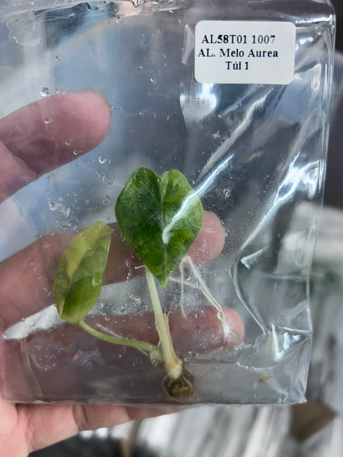 (New) Alocasia Melo Aurea Tissue Culture - Grower's Choice