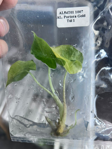 (New) Alocasia Portora Gold Tissue Culture - Grower's Choice