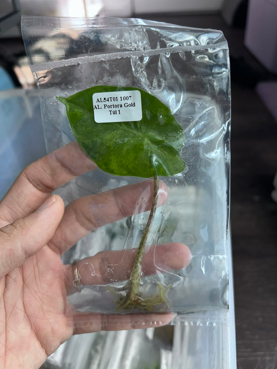 (New) Alocasia Portora Gold Tissue Culture - Grower's Choice