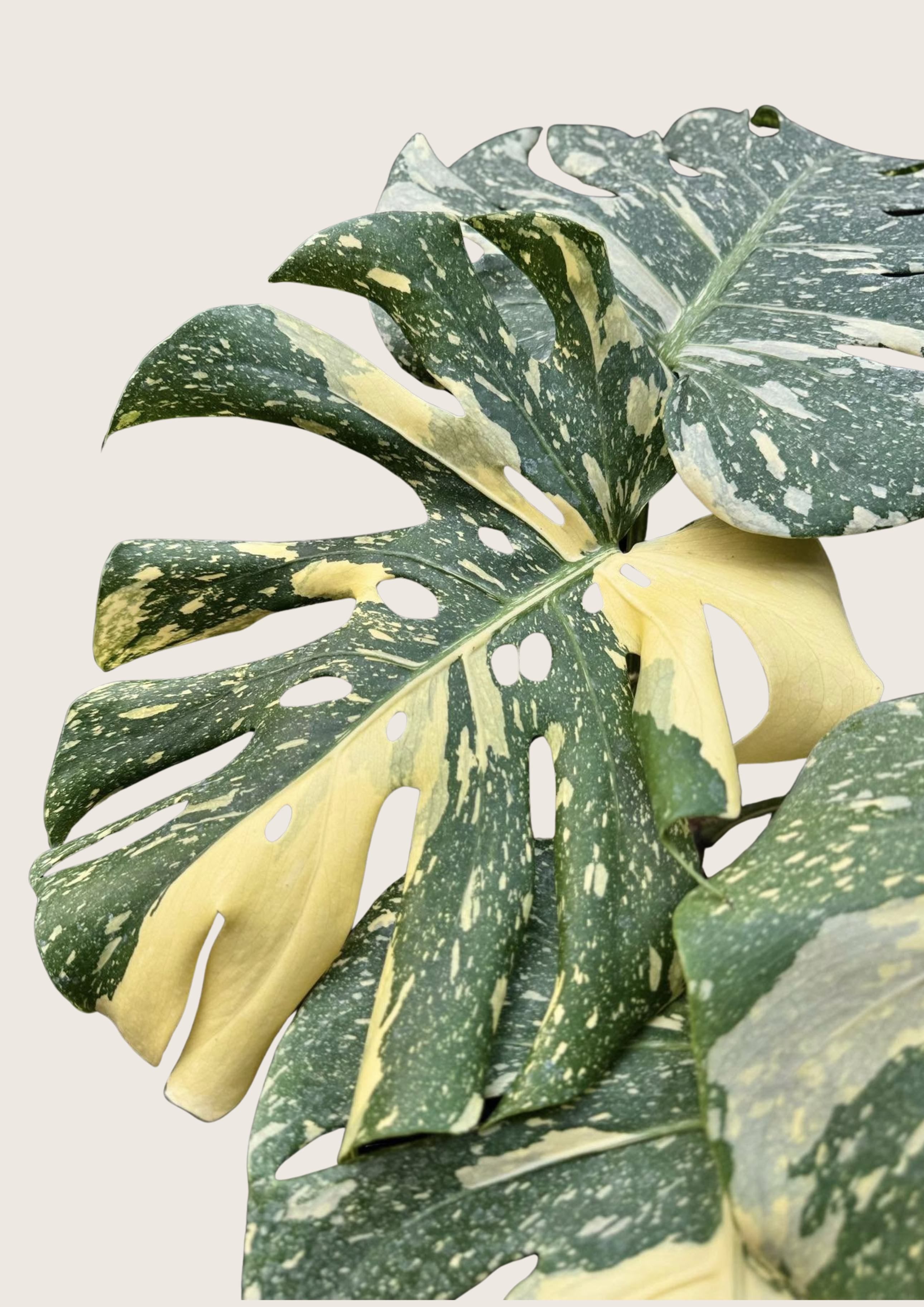 monstera deliciosa variegated thai constellation Monstera Thai Constellation High Variegation TC