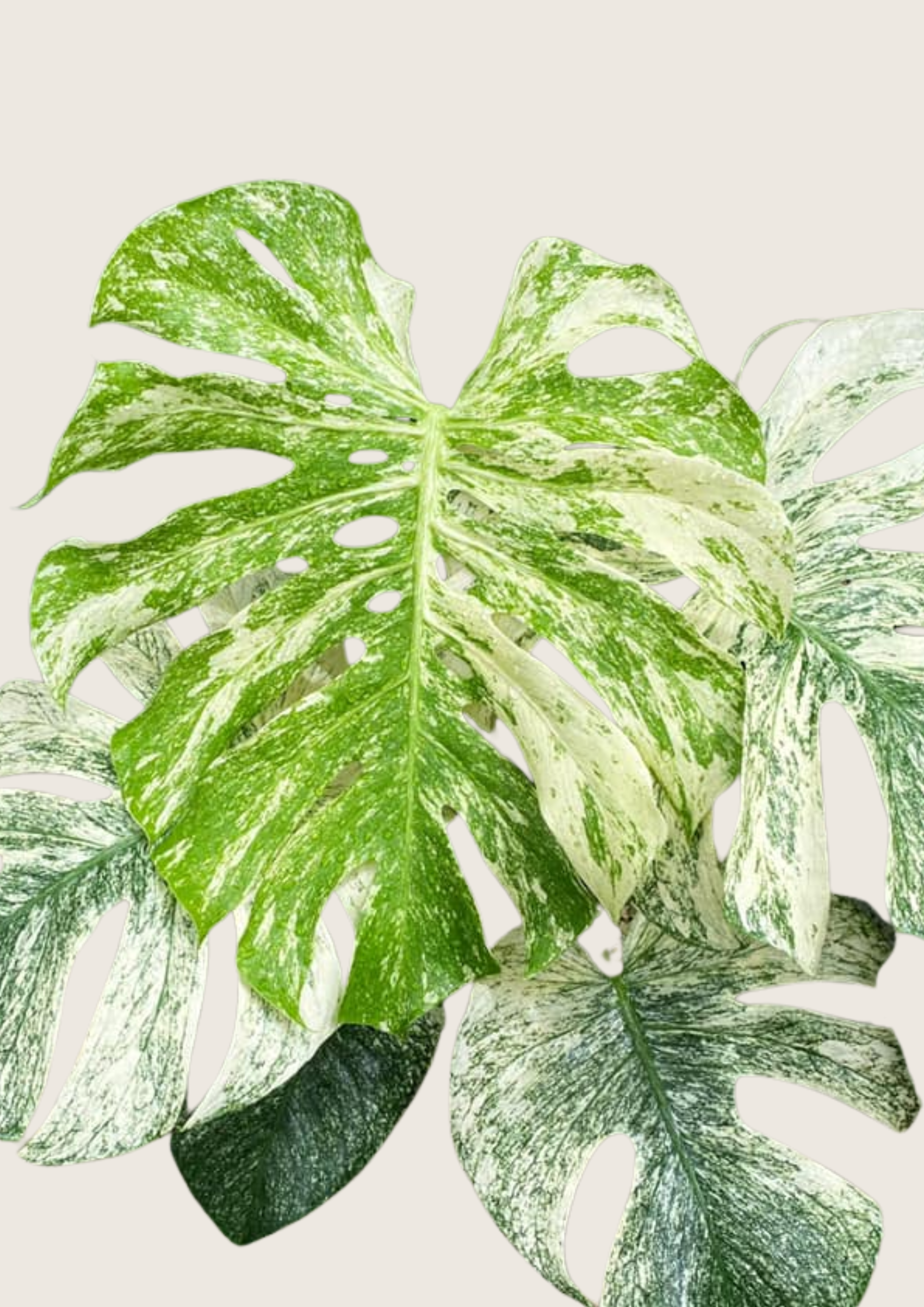 monstera white leaves Monstera White Monster Tissue Culture