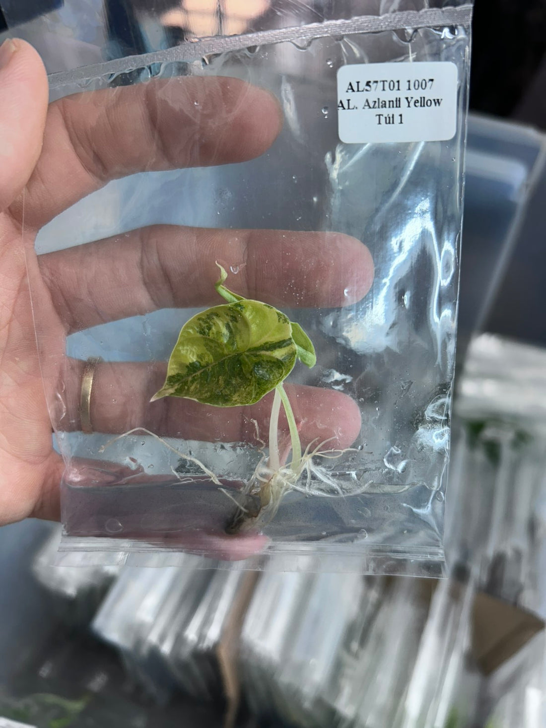 (New) Alocasia Azlanii Yellow Tissue Culture - Grower's Choice