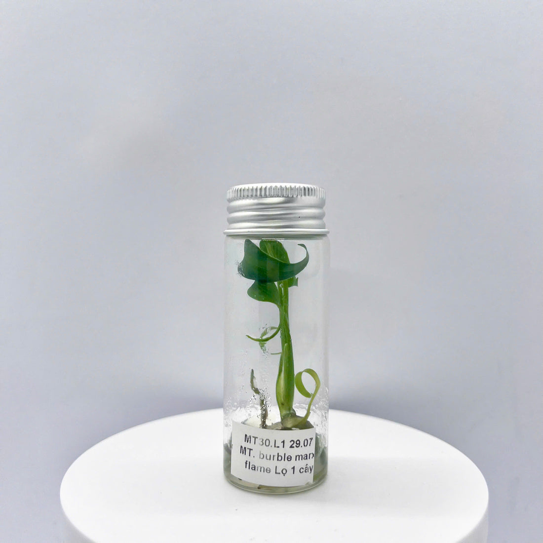 Monstera Burle Marx Flame Tissue Culture - Grower's Choice