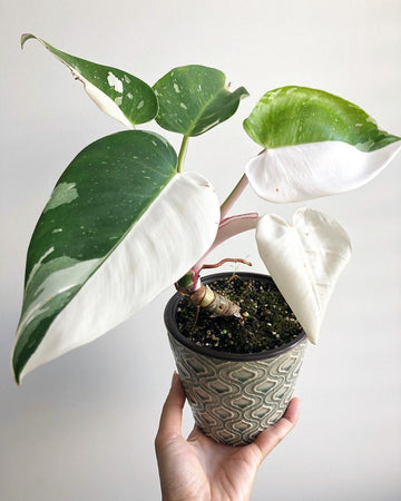 The Difference Between the Philodendron White Princess, White Wizard & White Knight