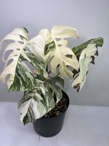 Monstera Albo Care Guide