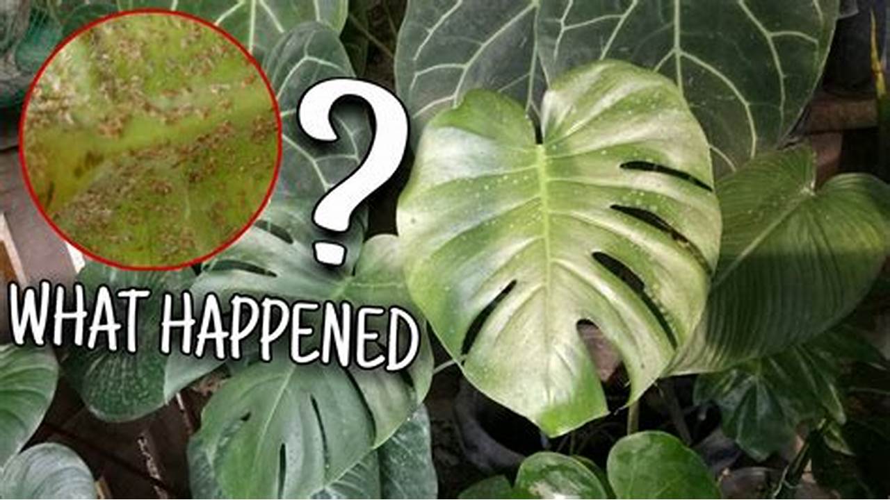 Top 5 Monstera Plant Diseases: How to Identify and Treat Them for Optimal Health