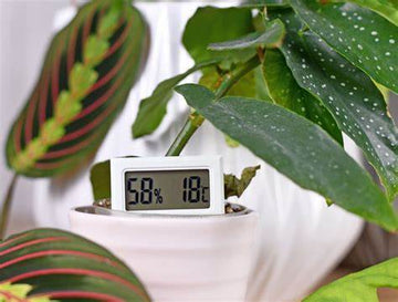 How to keep the temperature right for your houseplants?