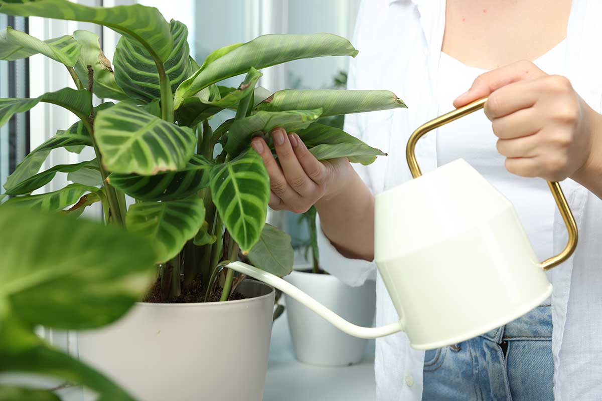 How to water houseplants?