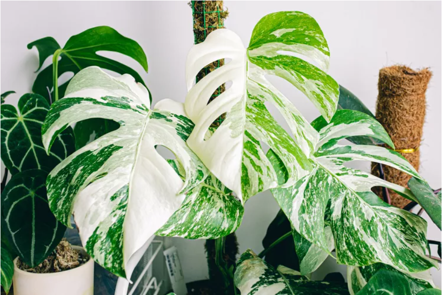 How to Grow and Care for Monstera Albo