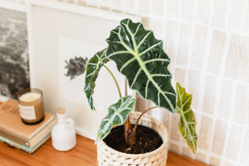 The Ultimate Guide to Alocasia Plant Care