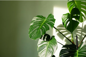 Grow and Care for a Monstera Houseplant