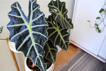 Grow and Care for Alocasia