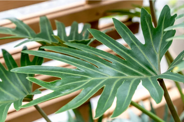 Grow And Care For Philodendron Outdoors