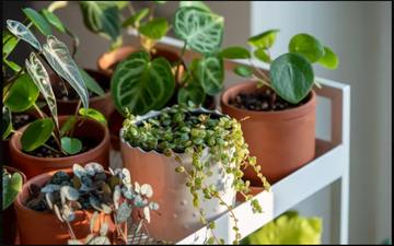 Tips for Keeping Houseplants Healthy During Vacation