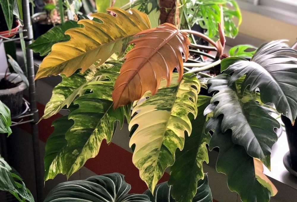 About Philodendron Caramel Marble