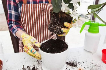 How to Know the Right Time to Repot Your Plants?