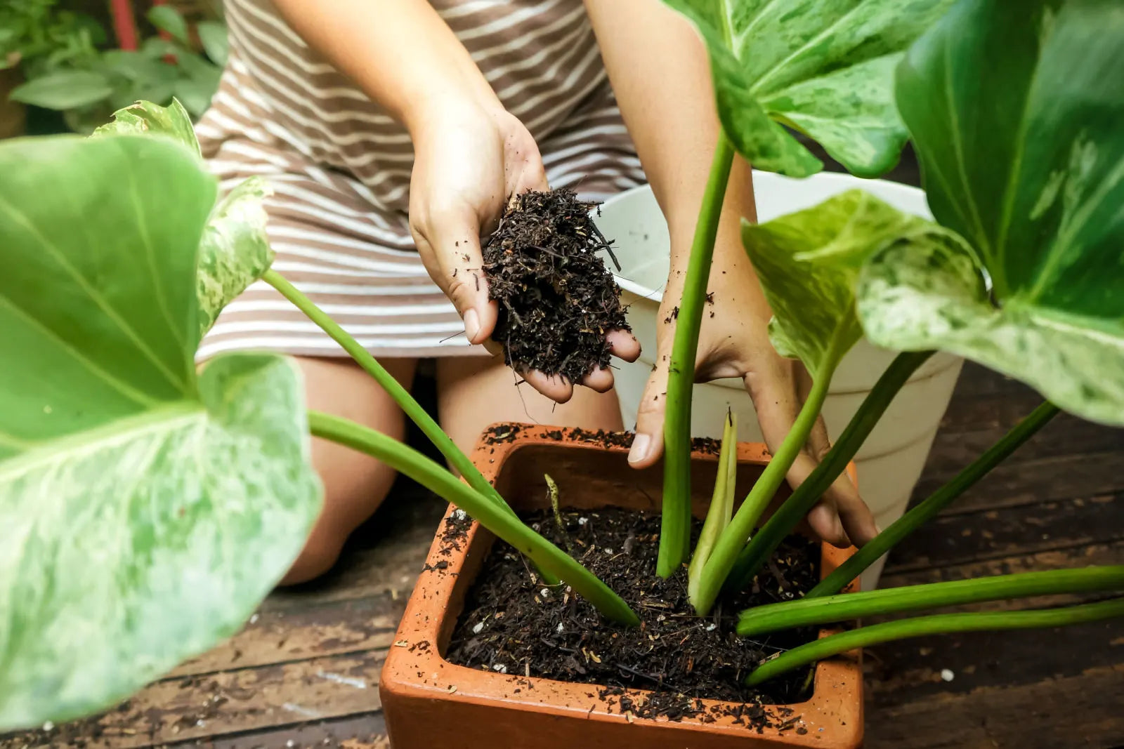 The Ultimate Guide to Choosing the Best Soil for Philodendrons