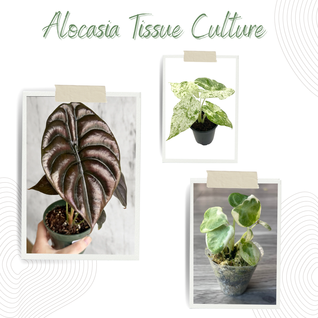 Alocasia Tissue Culture