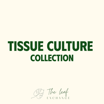 All Tissue Culture