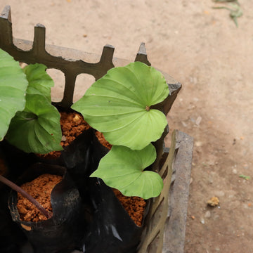 Alocasia Frydek Variegated