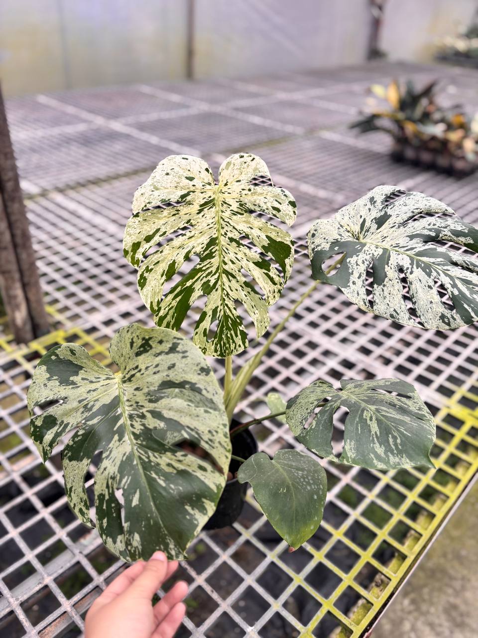 [Grower Choice] Monstera Vietciosa Cuttings [Pre-Order 10 days]