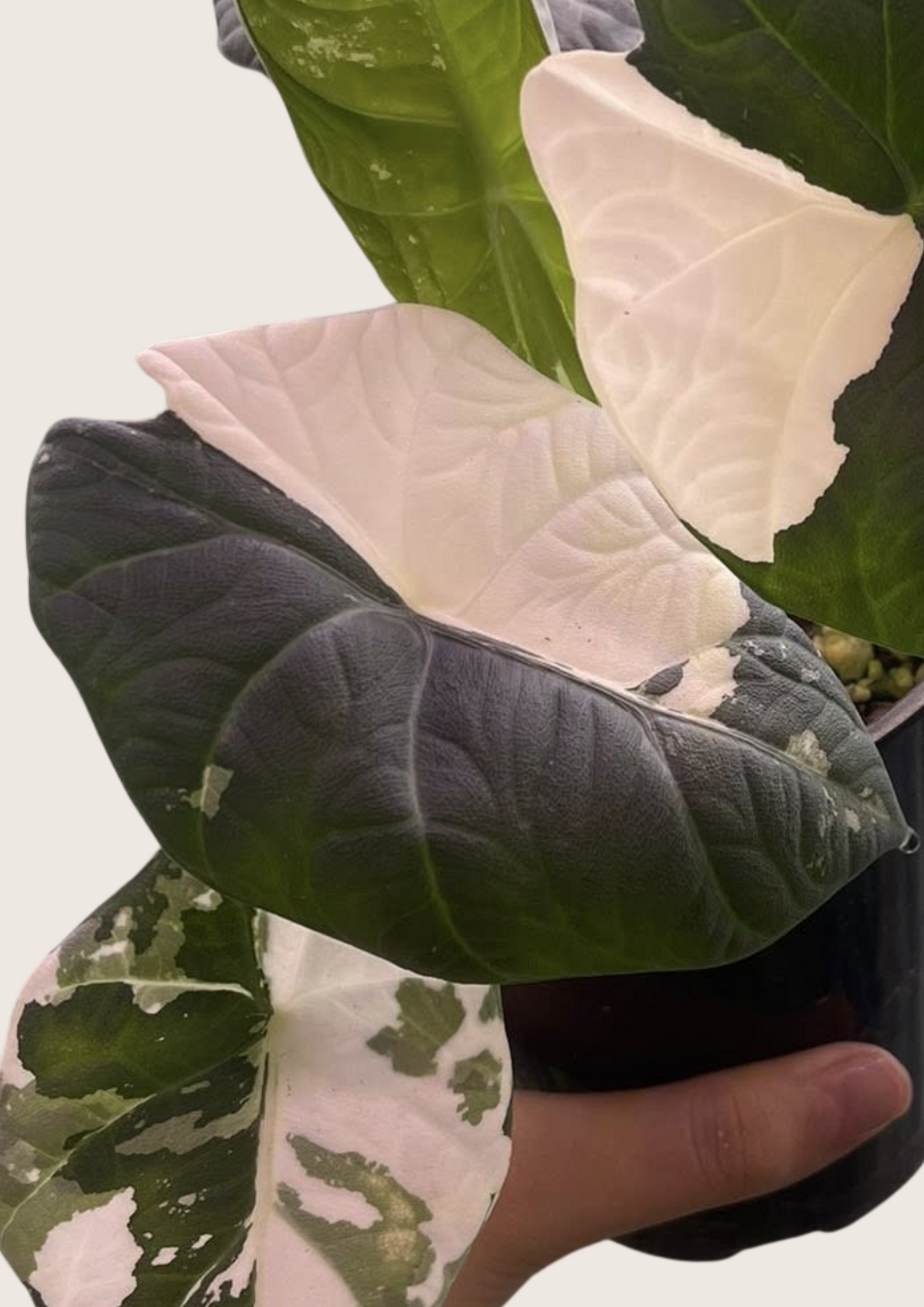 NEW) Alocasia Maharani Albo Tissue Culture Grower's Choice NEW) Alocasia Maharani Albo Tissue Culture Grower's Choice