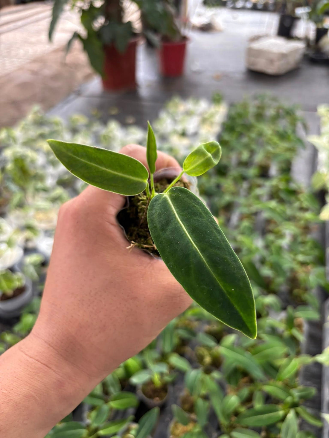 Anthurium Dark Queen Rooted Plants - Grower's Choice