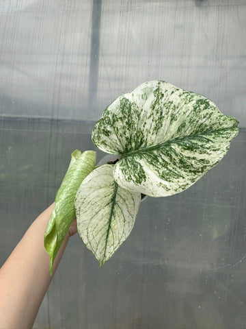 Monstera Deliciosa White Monster Rooted Plants (2.8" pot) - Grower's Choice