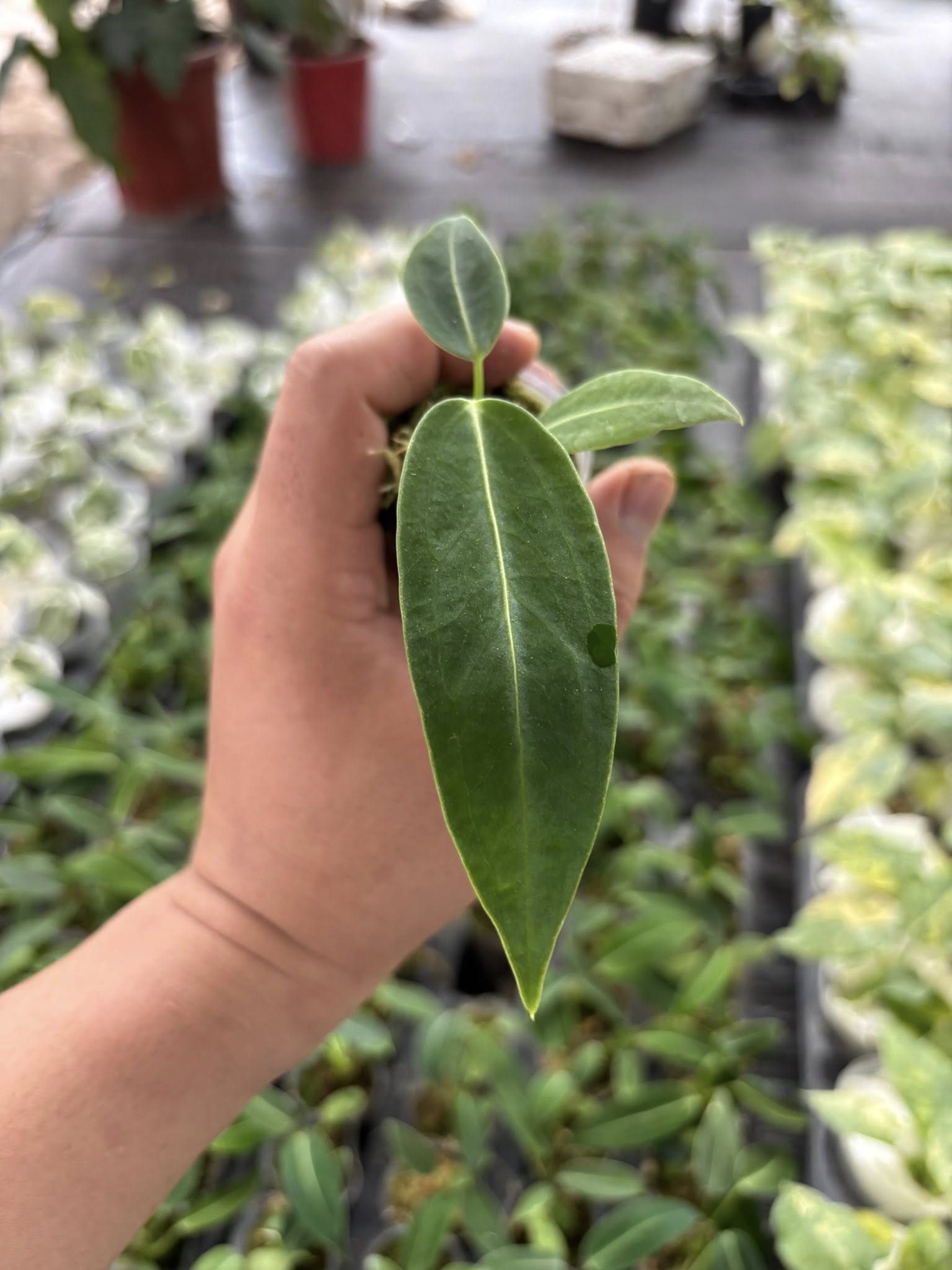 Anthurium Dark Queen Rooted Plants - Grower's Choice