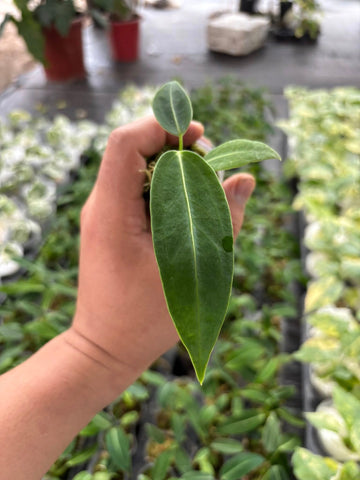 Anthurium Dark Queen Rooted Plants - Grower's Choice