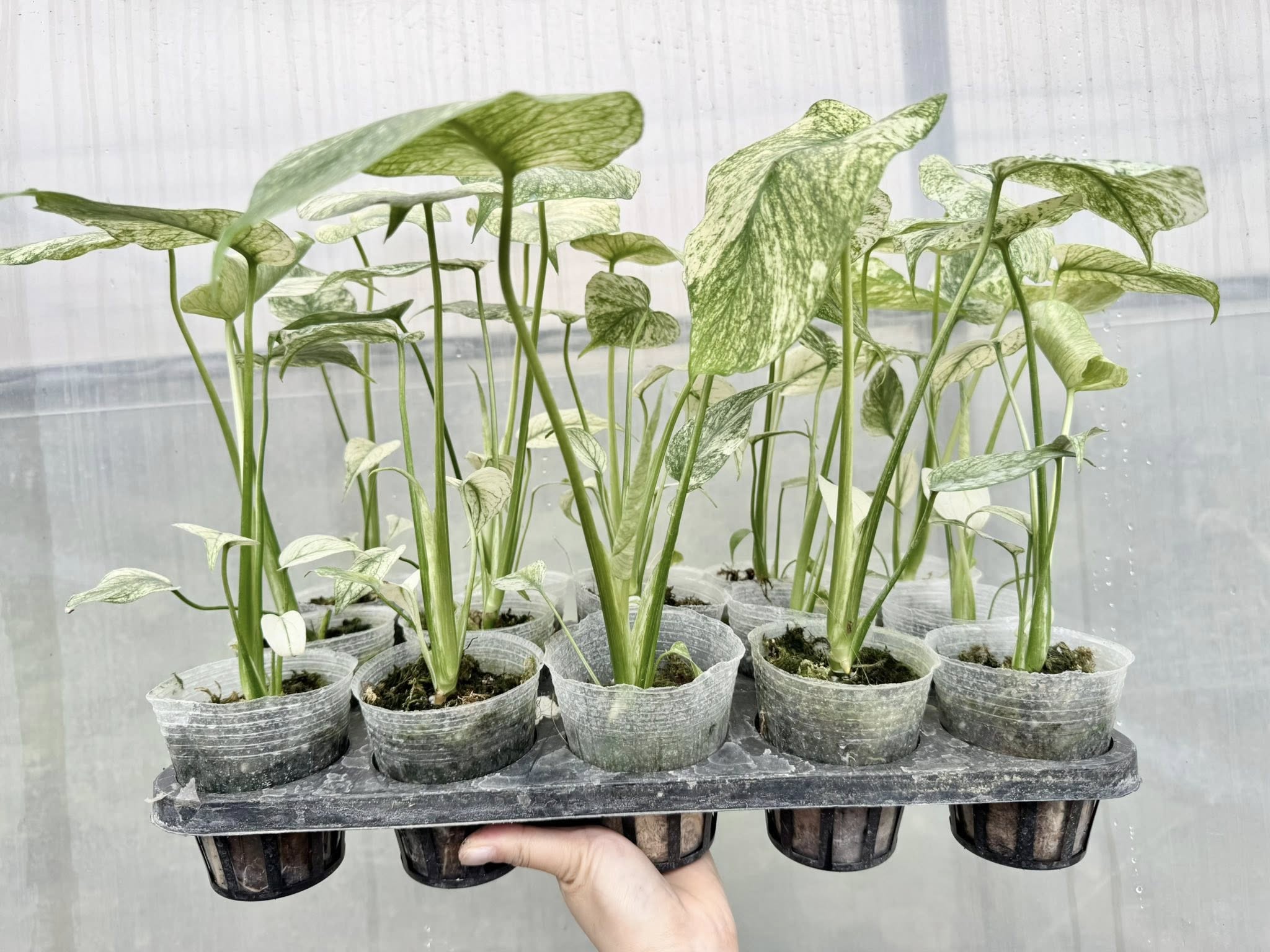 Monstera Mature Plants