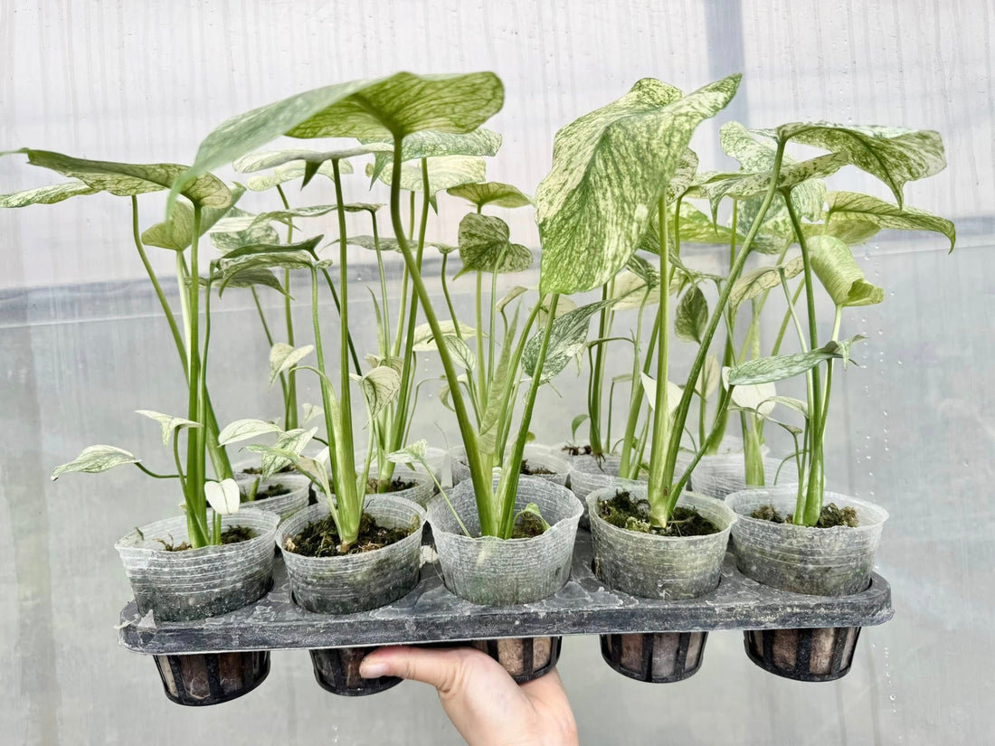 Monstera Deliciosa White Monster Rooted Plants (2.8" pot) - Grower's Choice