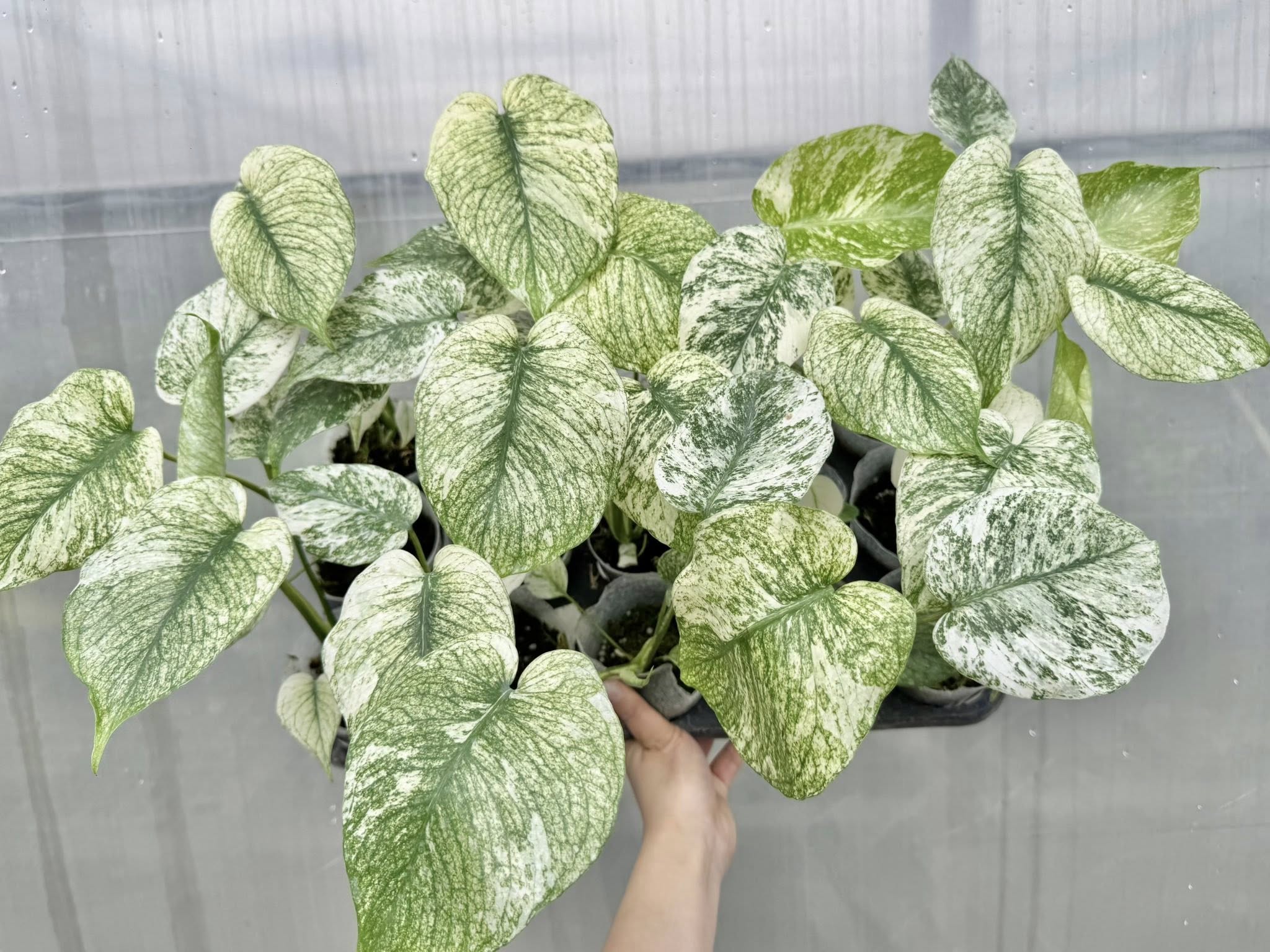 モンステラ ホワイトスノー Monstera White  信頼輸入2 緊急追加 / シロウト園芸選抜株】モンステラ・デリシオーサ 'ホワイト