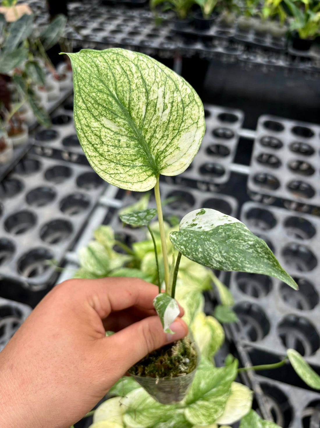 Monstera Deliciosa White Monster Rooted Plants pot 1.7" - Grower's Choice